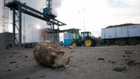 В Татарстане вместо сахарной свеклы посеяли зерновые